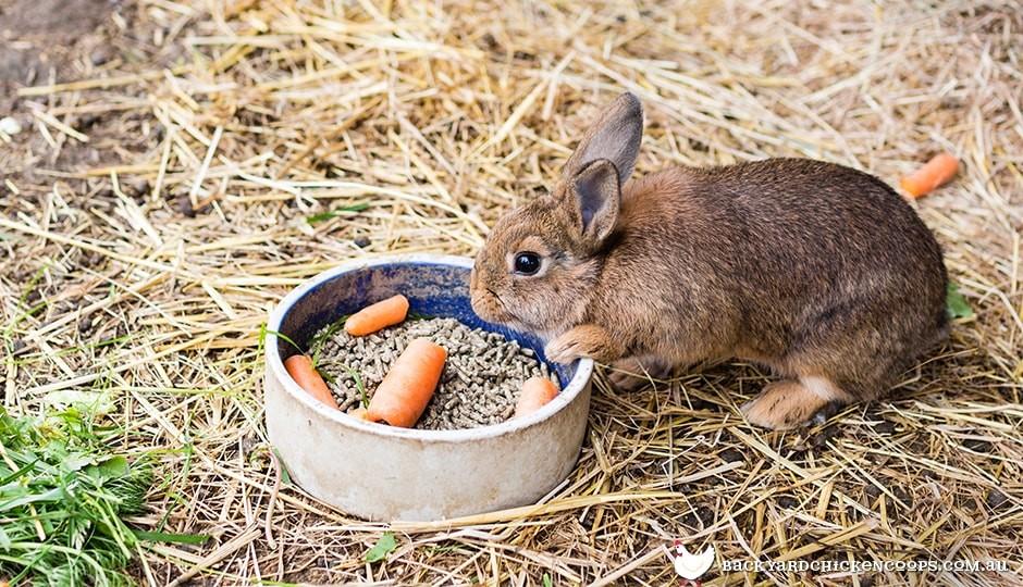 Rabbit and Guinea Pig care Vitalvet